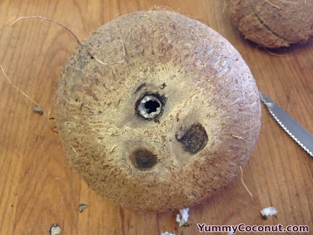 Mature Brown Coconut eye removed
